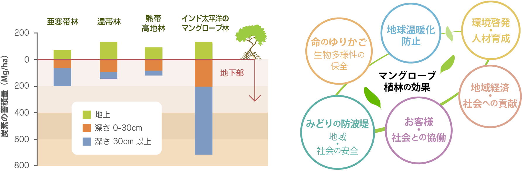 マングローブ植林がもたらす効果図